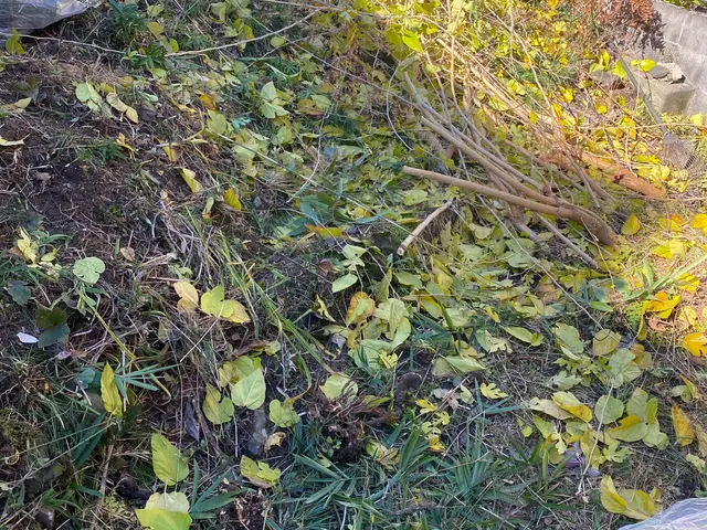 草刈り手引き除草でお庭スッキリサービスの画像