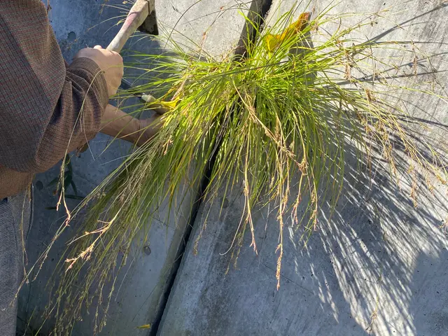 草刈り手引き除草でお庭スッキリサービスの画像