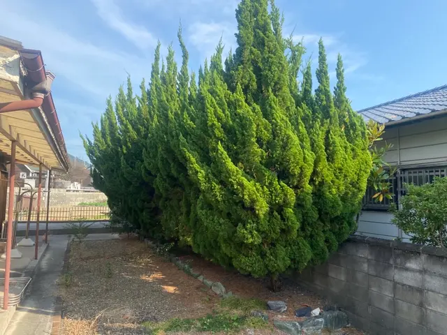 【経験10年以上】庭木の伐採・抜根｜個人宅専門・安全第一で対応サービスの画像