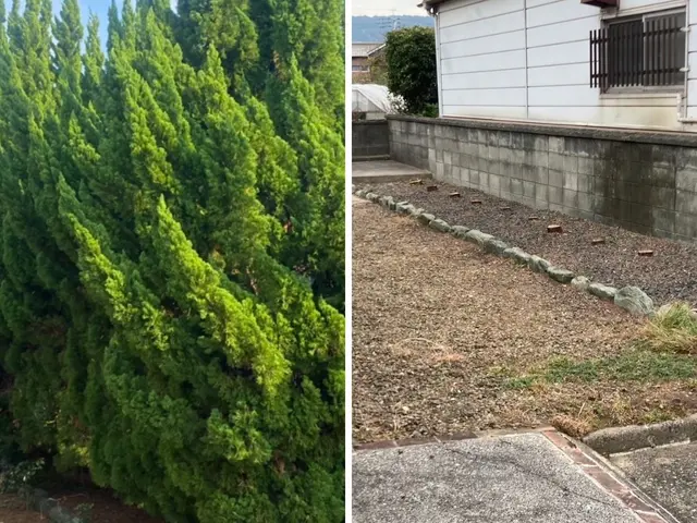 高木伐採・庭木の伐採｜5m以上も対応可サービスの画像