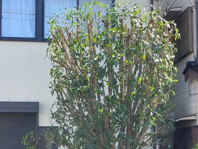 【庭を知り尽くしたプロがお伺い！】12年の実績あり◉高度な技術力に自信あり◉サービスの画像