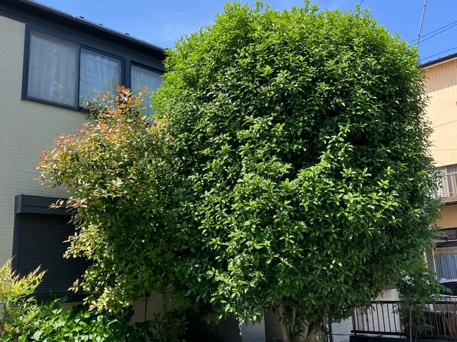 【庭を知り尽くしたプロがお伺い！】12年の実績あり◉高度な技術力に自信あり◉サービスの画像