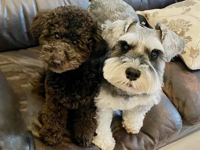 全員女性スタッフ◎愛情たっぷりお世話代行！飼い主様に寄り添います。サービスの画像