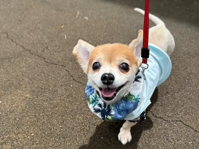 全員女性スタッフ◎愛情たっぷりお世話代行！飼い主様に寄り添います。サービスの画像