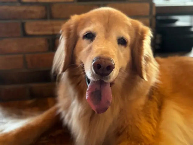 全員女性スタッフ◎愛情たっぷりお世話代行！飼い主様に寄り添います。サービスの画像