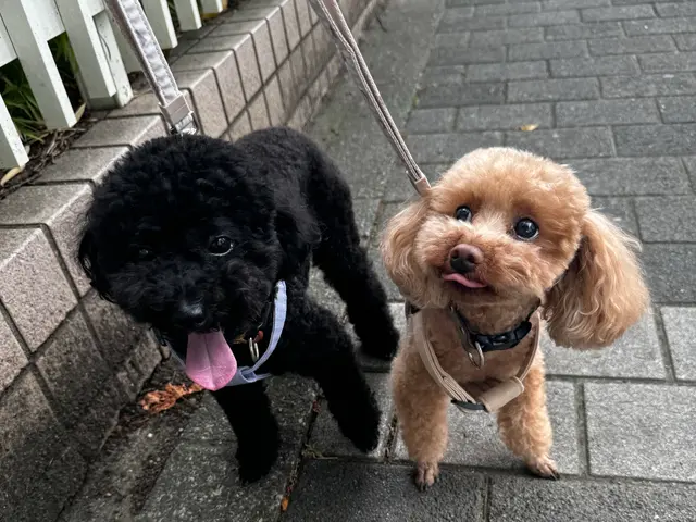 全員女性スタッフ◎愛情たっぷりお世話代行！飼い主様に寄り添います。サービスの画像