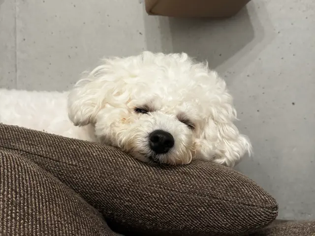 全員女性スタッフ◎愛情たっぷりお世話代行！飼い主様に寄り添います。サービスの画像