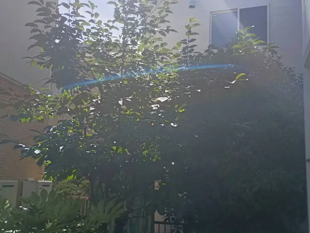 庭木のお手入れ（剪定・刈り込み・芝刈り・草刈り・除草）サービスの画像