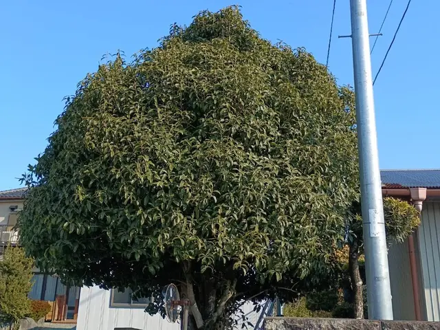 庭木のお手入れ（剪定・刈り込み・芝刈り・草刈り・除草）サービスの画像