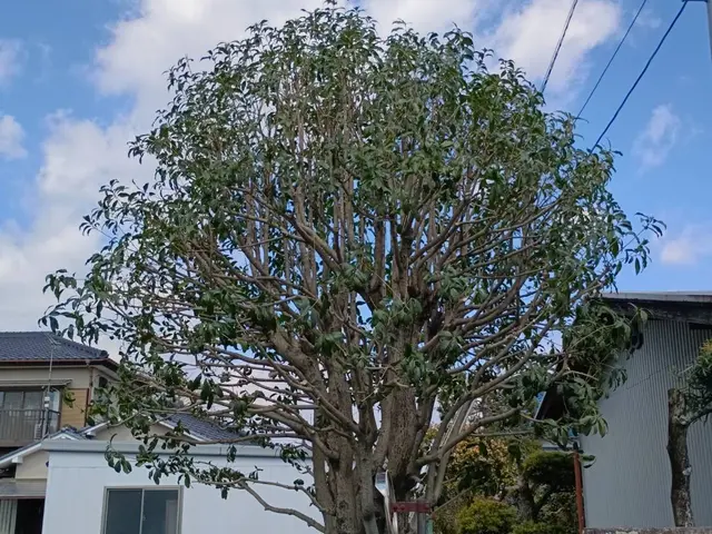 庭木のお手入れ（剪定・刈り込み・芝刈り・草刈り・除草）サービスの画像