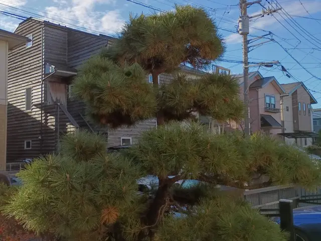 庭木のお手入れ（剪定・刈り込み・芝刈り・草刈り・除草）サービスの画像