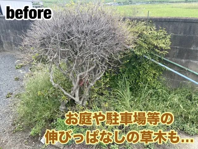 【こんなこと聞いていいの？】のご要望にお応え◎木を美しく剪定◎お気軽にどうぞ！サービスの画像