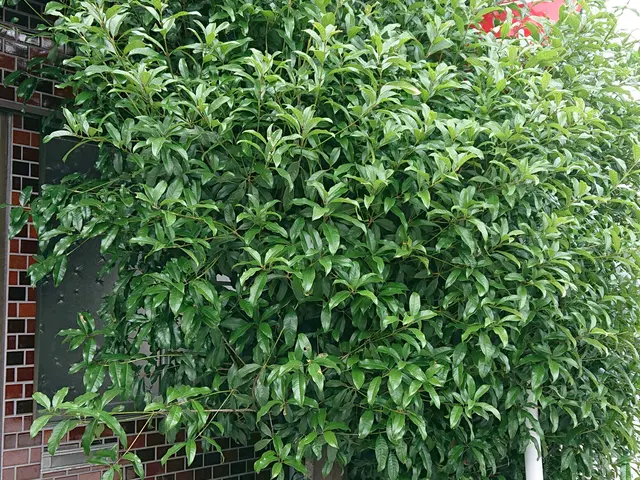 お庭手入れにお困りならまずはご相談を！出来る限りお客様のご要望をお聞きします！サービスの画像