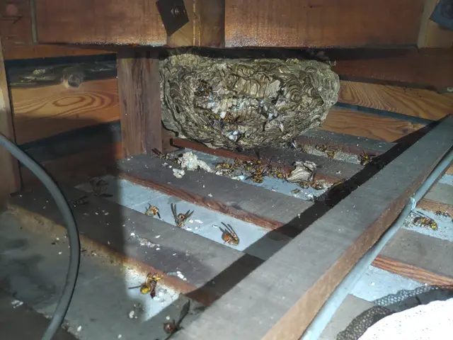 ＜北九州発＞蜂駆除を格安にて対応致します！北九州全域、他広域、他県まで伺います！サービスの画像