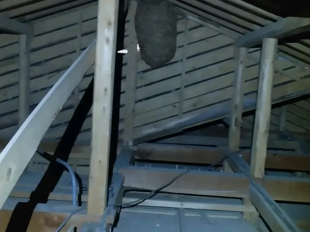 ＜北九州発＞蜂駆除を格安にて対応致します！北九州全域、他広域、他県まで伺います！サービスの画像