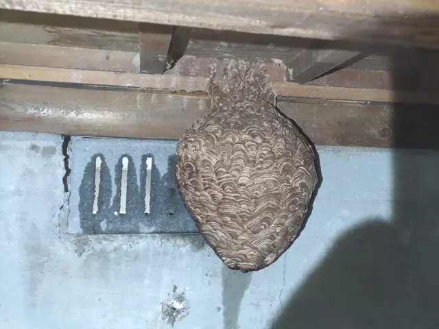 ＜北九州発＞蜂駆除を格安にて対応致します！北九州全域、他広域、他県まで伺います！サービスの画像