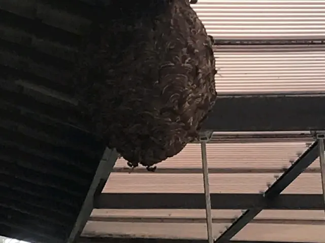 ＜北九州発＞蜂駆除を格安にて対応致します！北九州全域、他広域、他県まで伺います！サービスの画像