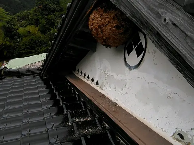 ＜北九州発＞蜂駆除を格安にて対応致します！北九州全域、他広域、他県まで伺います！サービスの画像