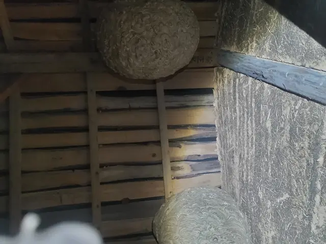 ＜北九州発＞蜂駆除を格安にて対応致します！北九州全域、他広域、他県まで伺います！サービスの画像