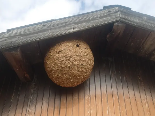 ＜北九州発＞蜂駆除を格安にて対応致します！北九州全域、他広域、他県まで伺います！サービスの画像