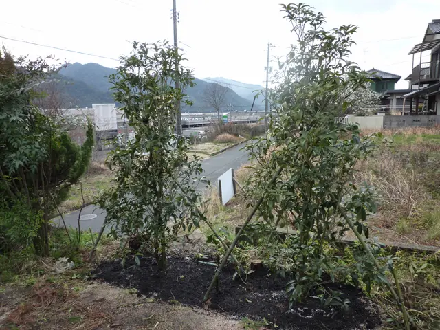 樹高4m内外までの植木の植栽可能です！花木、果樹などお任せください！サービスの画像