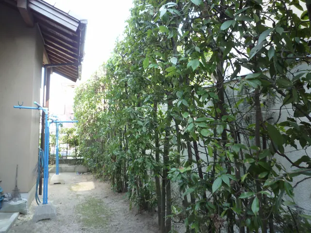 樹高4m内外までの植木の植栽可能です！花木、果樹などお任せください！サービスの画像