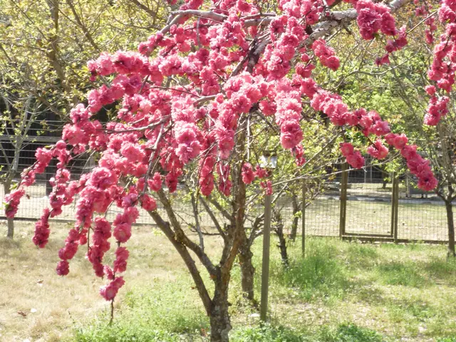 樹高4m内外までの植木の植栽可能です！花木、果樹などお任せください！サービスの画像