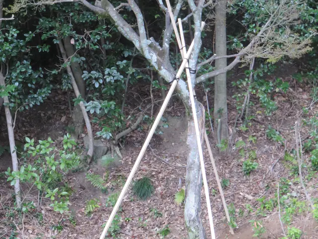 樹高4m内外までの植木の植栽可能です！花木、果樹などお任せください！サービスの画像