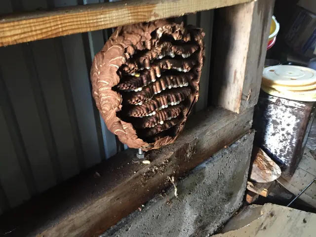 秋田ハチ駆除専門店！2020年NHKでハチ駆除取材で放送されました！サービスの画像