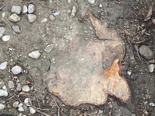 実績10年以上◎〜難しい伐採・抜根もまずはご相談ください〜サービスの画像