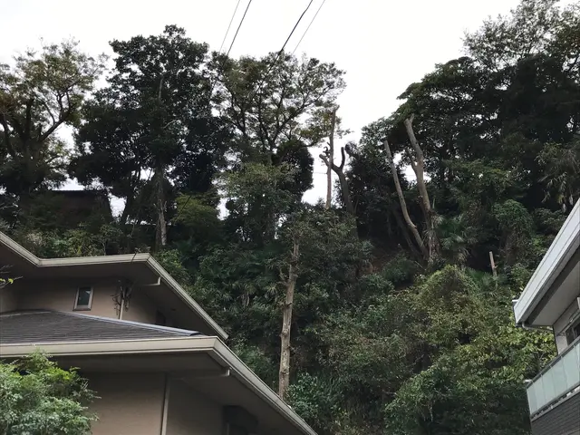 実績10年以上◎〜難しい伐採・抜根もまずはご相談ください〜サービスの画像