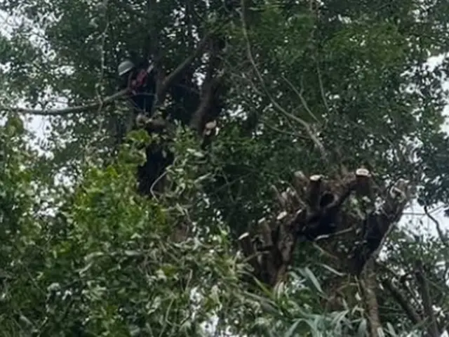 実績10年以上◎〜難しい伐採・抜根もまずはご相談ください〜サービスの画像