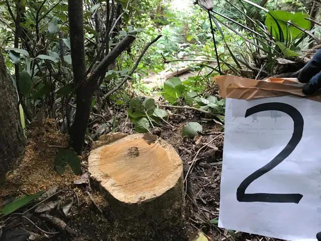 実績10年以上◎〜難しい伐採・抜根もまずはご相談ください〜サービスの画像