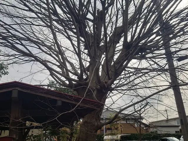 【荒川区】損害保険加入済み！御客様の後納得のいく庭作りを目指しております！サービスの画像