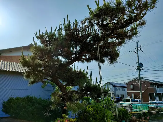 無料見積もり可！伐採＆抜根は「お庭屋 N-works」にお任せ下さい！サービスの画像