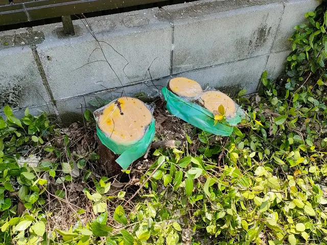 無料見積もり可！伐採＆抜根は「お庭屋 N-works」にお任せ下さい！サービスの画像