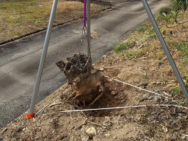 無料見積もり可！伐採＆抜根は「お庭屋 N-works」にお任せ下さい！サービスの画像