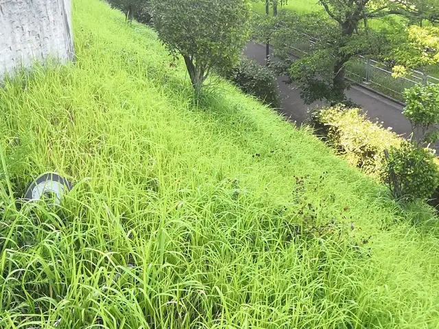 伸び放題ストップ！【業歴15年】プロの技術でお困り、お悩み事解決します！サービスの画像