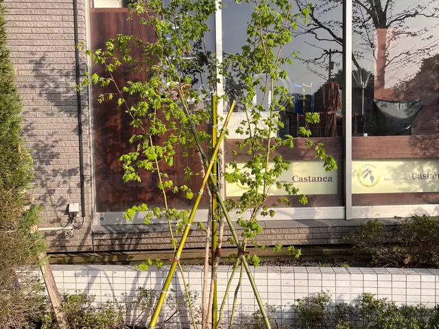 新植、移植、補植等の作業、植栽地のデザインや適した植物材料の提案を行います。サービスの画像