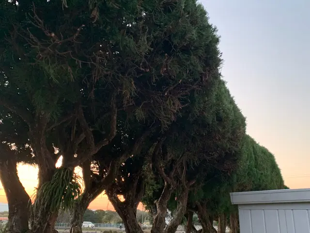 お庭スッキリリフレッシュ。サービスの画像