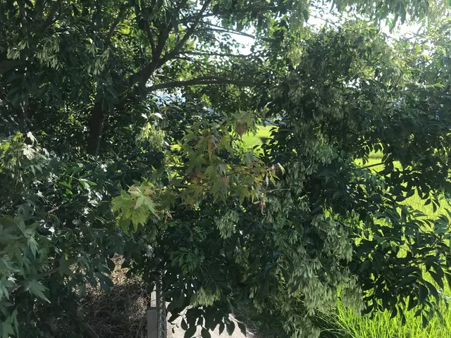 お庭スッキリリフレッシュ。サービスの画像