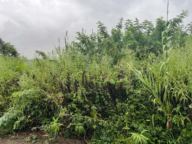 【6年の実績】お庭まるごとトータルコーディネート！営業時間外も相談OKサービスの画像