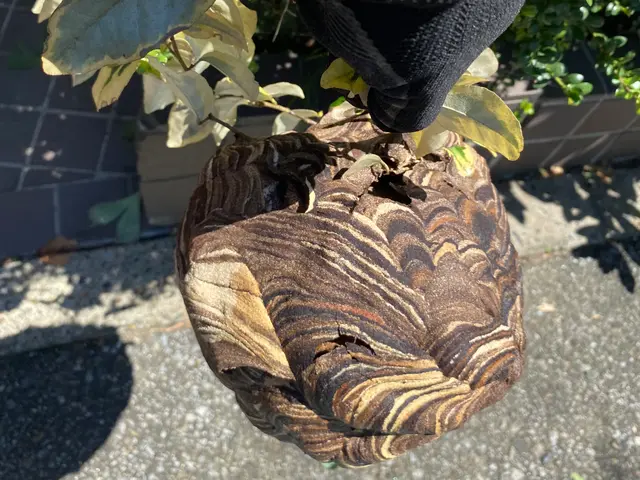 年内再発保証付★最短当日★スズメバチ、アシナガバチの巣の8000円で駆除します！サービスの画像