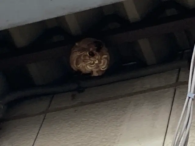 年内再発保証付★最短当日★スズメバチ、アシナガバチの巣の8000円で駆除します！サービスの画像