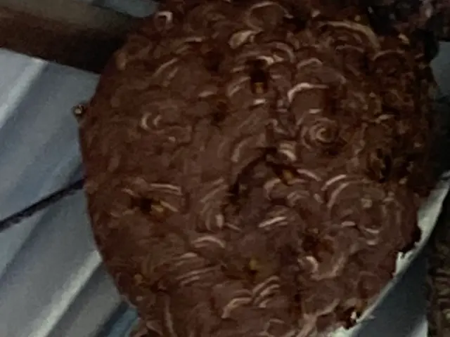 年内再発保証付★最短当日★スズメバチ、アシナガバチの巣の8000円で駆除します！サービスの画像