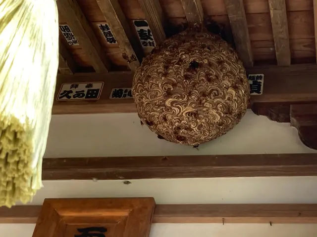 年内再発保証付★最短当日★スズメバチ、アシナガバチの巣の8000円で駆除します！サービスの画像