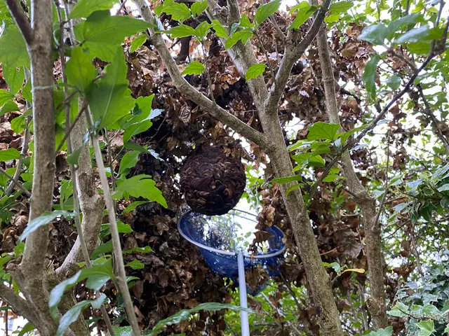 年内再発保証付★最短当日★スズメバチ、アシナガバチの巣の8000円で駆除します！サービスの画像