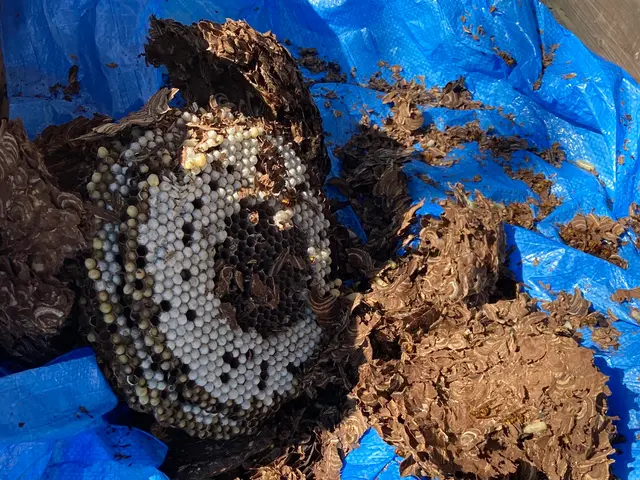 年内再発保証付★最短当日★スズメバチ、アシナガバチの巣の8000円で駆除します！サービスの画像