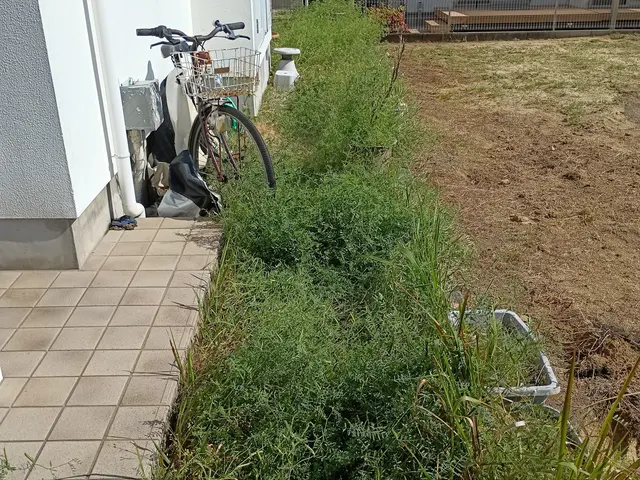 これからの季節面倒な草むしりお任せ下さい。丁寧にむしりますサービスの画像