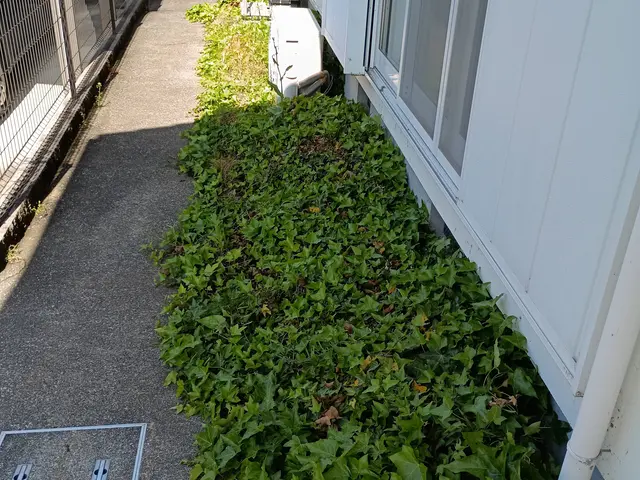 これからの季節面倒な草むしりお任せ下さい。丁寧にむしりますサービスの画像